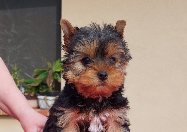 Yorkshire terrier