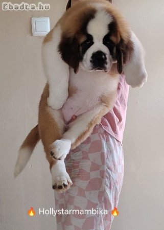 Bernáthegyi kiskutyák garanciásTenyészetből!