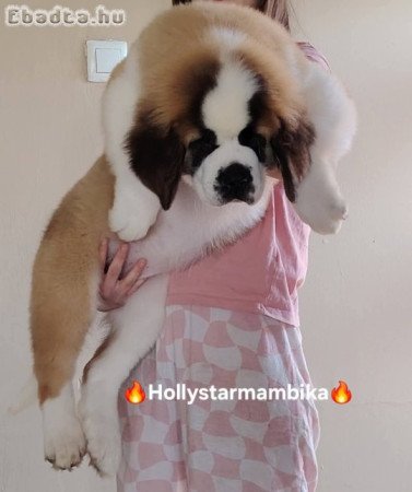 Bernáthegyi kiskutyák garanciásTenyészetből!