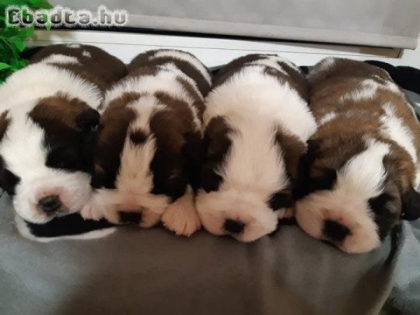 Bernáthegyi kiskutyák garanciásTenyészetből!