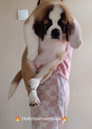 Minőségi Bernáhegyi tenyészetből kiskutyák