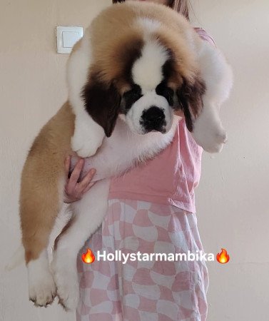 Minőségi Bernáhegyi tenyészetből kiskutyák