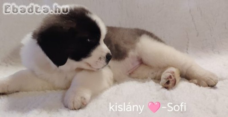 Bernáthegyi kiskutyák garanciásTenyészetből!