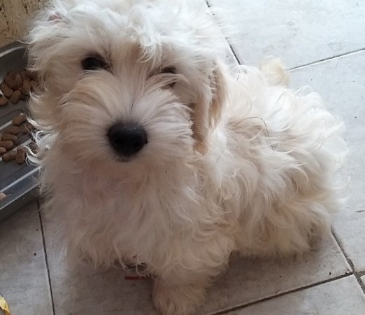 Bichon havanese