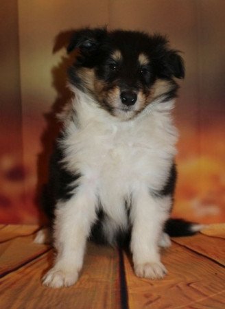 Skót juhász (Collie rough)