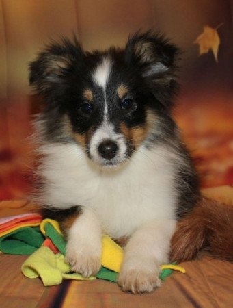 Sheltie (Shetland sheepdog)