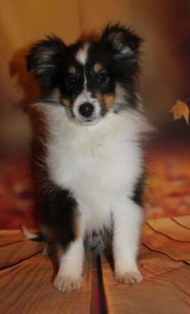 Sheltie (Shetland sheepdog)
