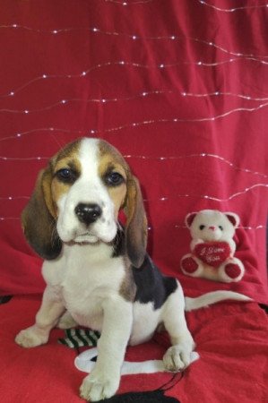 Beagle