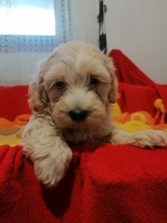 Maltipoo (máltai x uszkár)