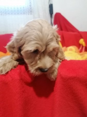 Maltipoo (máltai x uszkár)