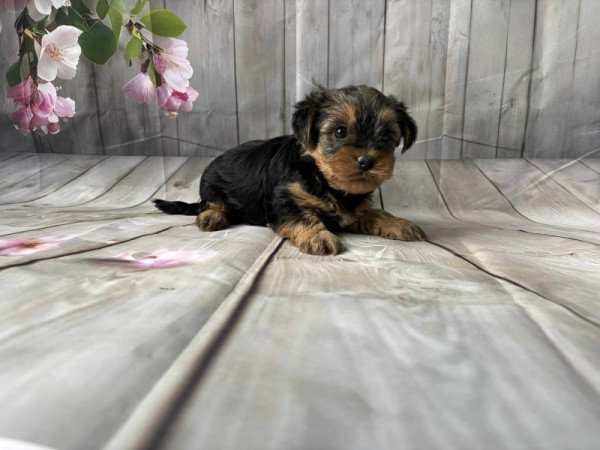 Yorkshire terrier