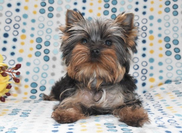 Yorkshire terrier