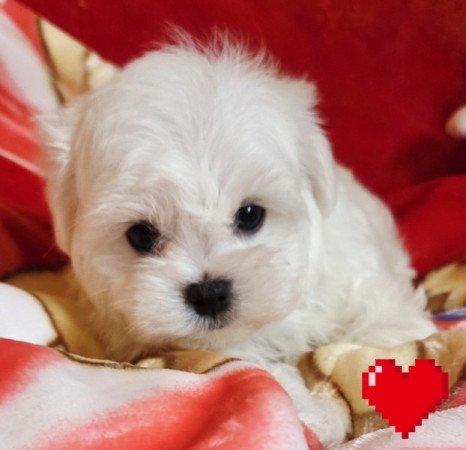 Bichon Havanese