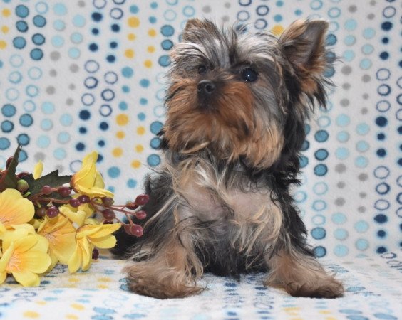 Yorkshire terrier