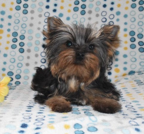 Yorkshire terrier