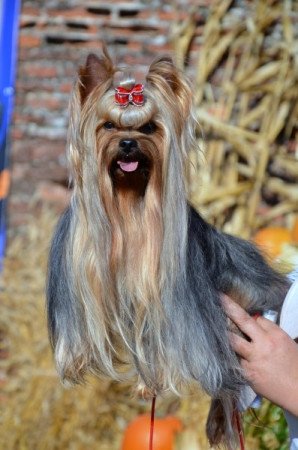 Yorkshire terrier