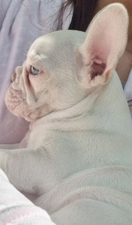 Francia bulldog-platinum