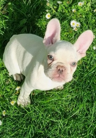 Francia bulldog-platinum