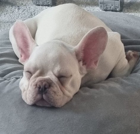 Francia bulldog-platinum