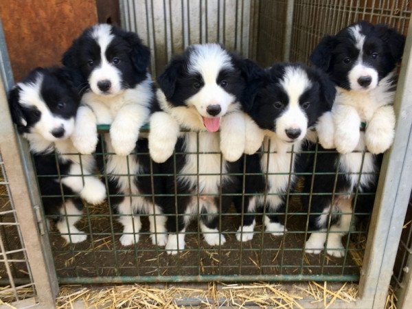 Border Collie