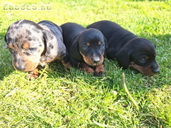 Fekete cser és harlekin törpetacskó kiskutyák