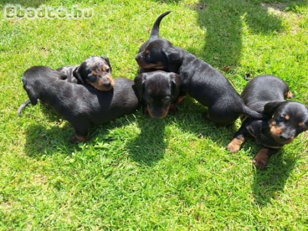 Fekete cser és harlekin törpetacskó kiskutyák