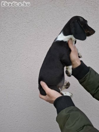 3 hónapos fajattiszta kisfiú tacskó