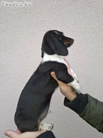 3 hónapos kan tacskó