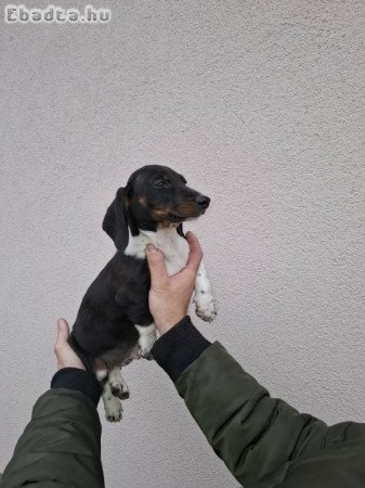 3 hónapos kan tacskó