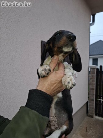 3 hónapos kan tacskó