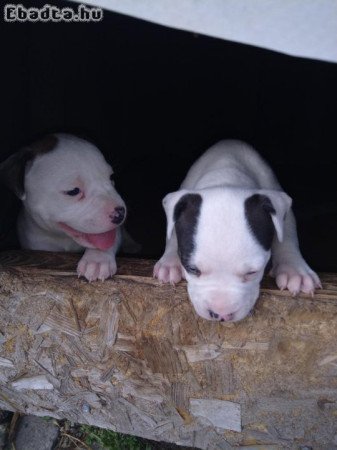 American Staffordshire terrier