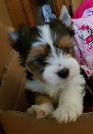 Biever yorki yorkshire