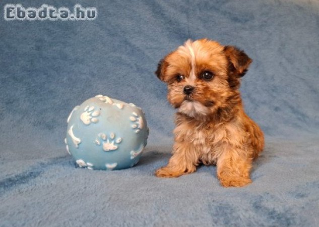 golddust yorkshire terrier eladó mini yorki