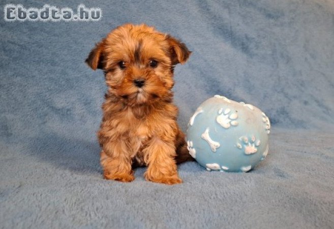 golddust yorkshire terrier eladó mini yorki
