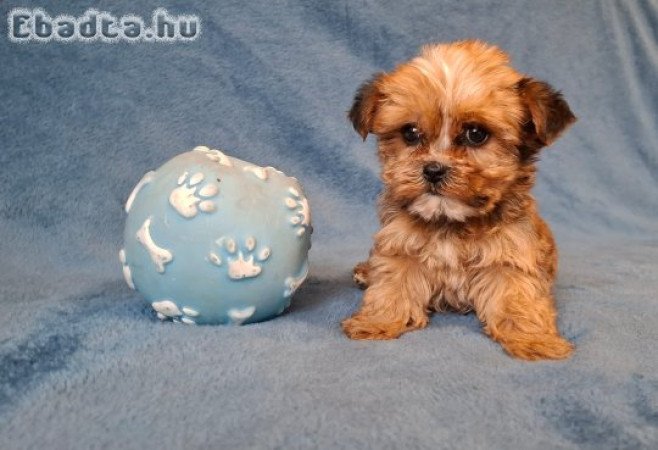 golddust yorkshire terrier eladó mini yorki