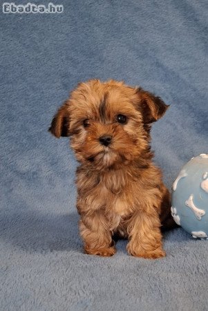 golddust yorkshire terrier eladó mini yorki