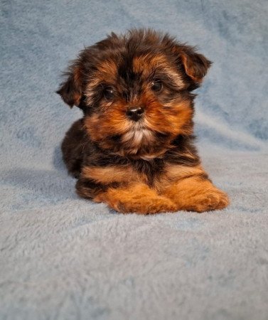 yorkshire terrier