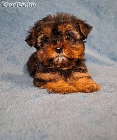 eladó yorkshire terrier mini yorki