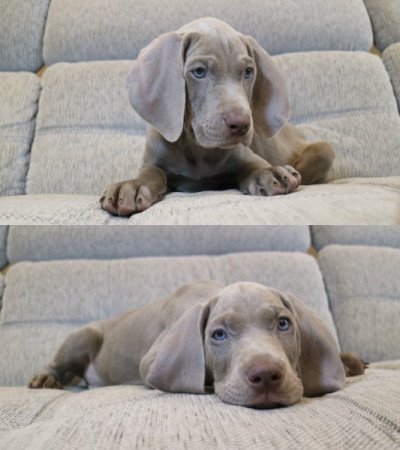 Weimaraner | Weimari vizsla