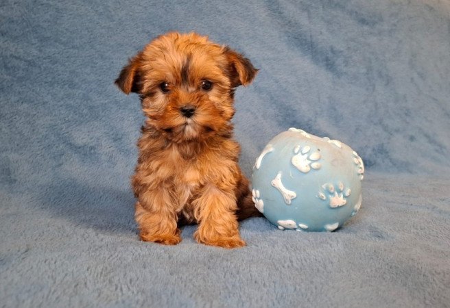yorkshire terrier