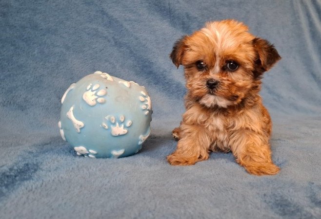 yorkshire terrier