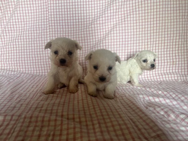 Bichon havanese