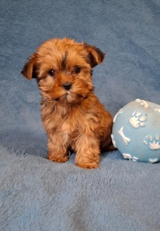 yorkshire terrier