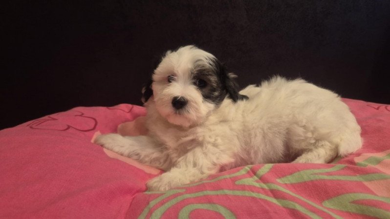 Bichon Havanese