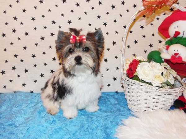 Biewer Yorkshire Terrier Yorki