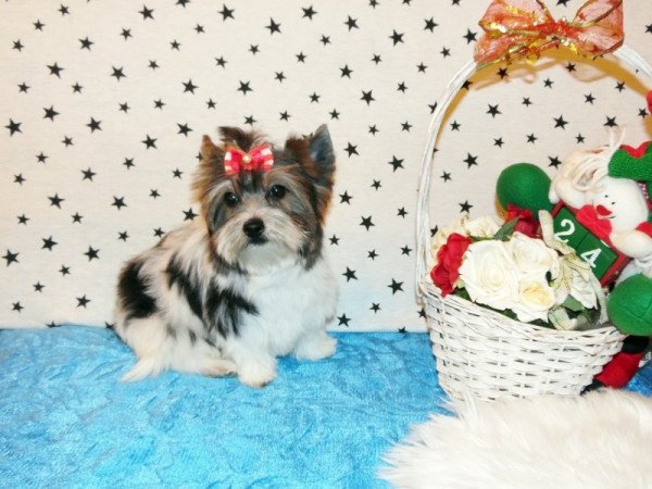 Biewer Yorkshire Terrier Yorki