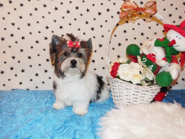 Biewer Yorkshire Terrier Yorki