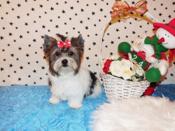 Biewer Yorkshire Terrier Yorki