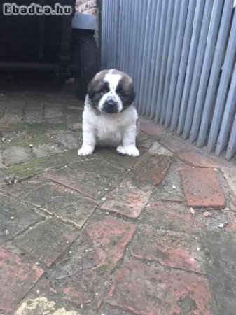 Moszkvai Őr kiskutya