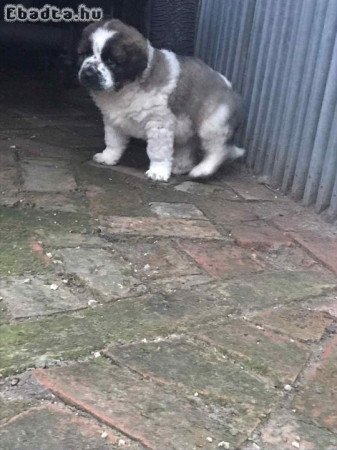 Moszkvai Őr kiskutya